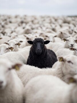 Single black sheep prominent among countless white sheep in an open rural pasture.