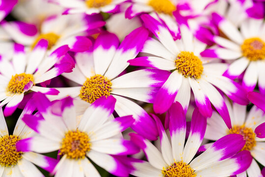 Colorful purple and white cineraria daisy flowers