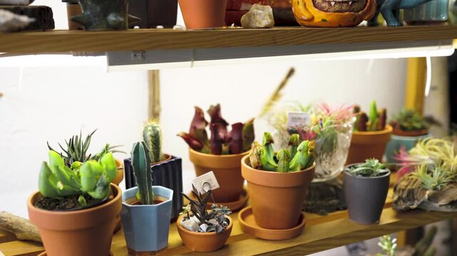 A variety of succulents and cacti are displayed on wooden shelves with decorative pottery and figurines