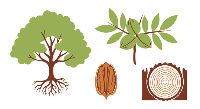 Pecan Tree Line art bold creative color illustration