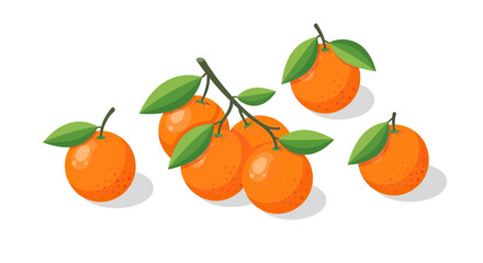 Vibrant fresh oranges with green leaves on a branch and scattered. © Yahya