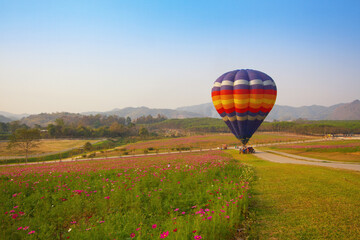 Fototapeta premium Hot air balloon colourful in the garden cosmos flower