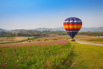 Obraz premium Hot air balloon colourful in the garden cosmos flower