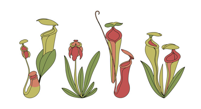 Pitcher Plant Line colorful modern art vector