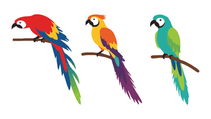 Obraz premium Parrot colorful illustration of three birds on branch