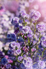 Obraz premium Purple Pastel margaret flower floral soft nature blossom blurred background. Pastel violet romance bloom spring season. Magenta petals blossom in beautiful garden. Close-up violet floral wildflower