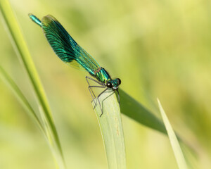 Banded Demoiselle on a blade of grass