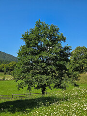 A majestic pedunculate oak tree (Quercus robur) stands alone in a lush green meadow with white wildflowers under a clear blue summer sky in rural Romania. © Dan