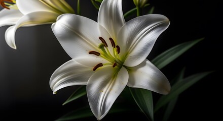 Fototapeta premium Close up of a beautiful white lily flower