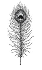Obraz premium Intricate line art design of a peacock feather motif for Thaipusam 