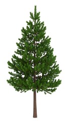 Solitary evergreen tree, green needles and brown trunk, against a white background