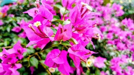 Vibrant magenta bougainvillea flowers in sunlight