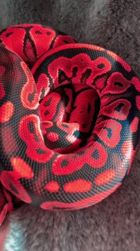red and black color snake in the room 