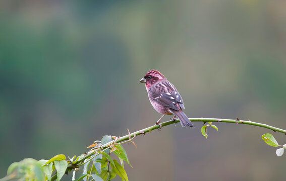 Spot-winged rosefinch
