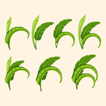 Green Banana Leaves illustration
