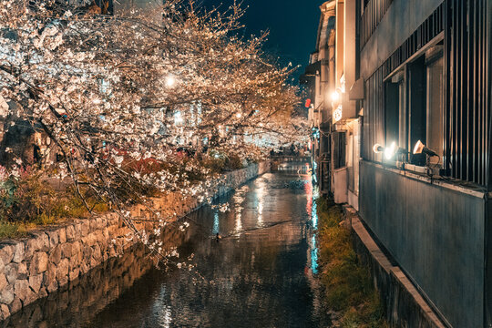 Illuminated sakura tree in full bloom along canal and building in the night