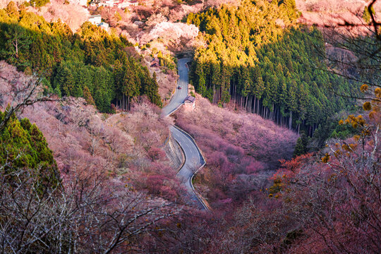 Scenic view of winding road surrounded by blooming cherry blossom in springtime at Mount Yoshino, Nara, Japan