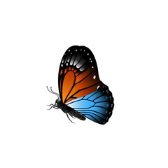 butterfly on white background