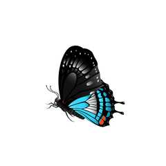 butterfly on white background