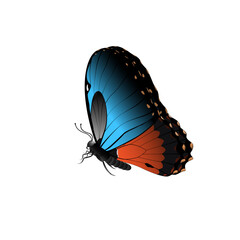 butterfly isolated on white background