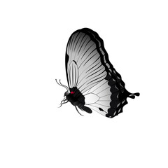 butterfly on a white background