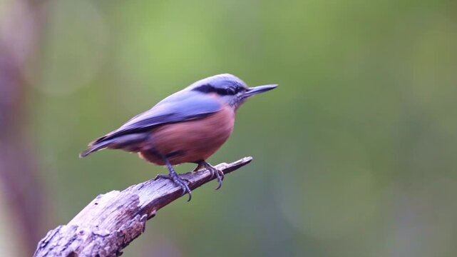 Chestnut-bellied nuthatch