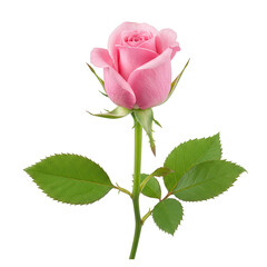 Pink rose with stem and leaves isolated on transparent background