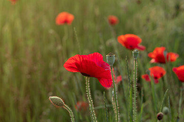 Obraz premium Beautiful wild red poppy flowers on a meadow in the rays of the setting sun. Natural summer background.