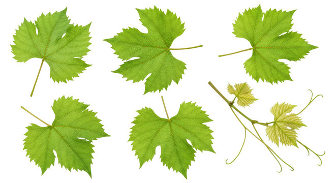 Six green grapevine leaves with a tendril and young shoots arranged on a transparent background