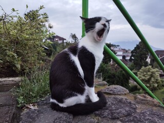 Black and white cat yawning outdoors