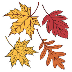 Fototapeta premium Seasonal leaves in various shapes and colors