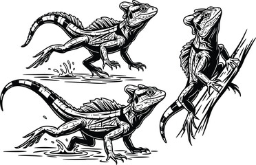 Fototapeta premium Basilisk lizard Jesus lizard Vector Illustration 