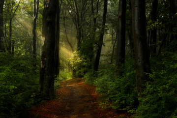 Obraz premium Rays of light in foggy forest. Light on the trail. Spring vegetation in woodland