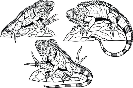 iguana Vector Illustration Set Graphic