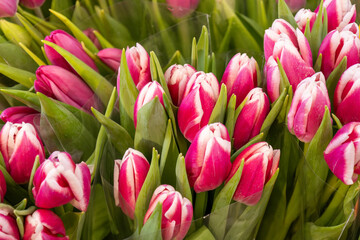 Obraz premium pink white tulips bouquet fresh flowers