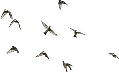 Swallows Flying in Flock Isolated on White Background