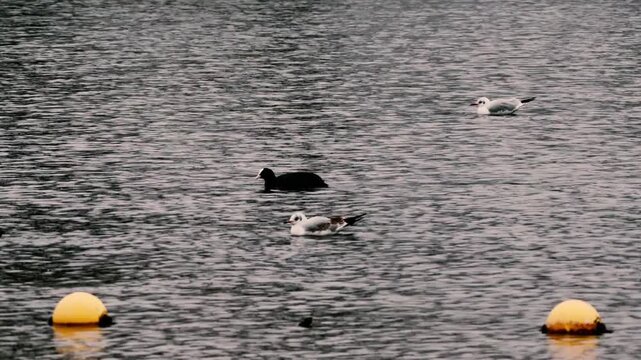Three waterfowl on water including white gull and black coots with yellow buoy