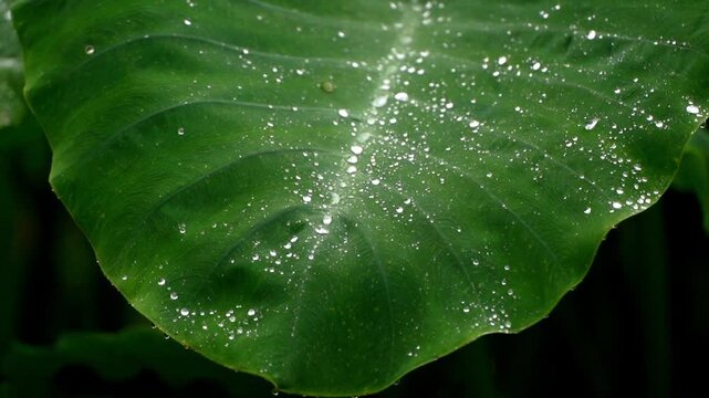 Close-up of clear rainwater droplets flowing down the hydrophobic surface of a vibrant green Elephant Ear leaf, gathering along the central vein during a tropical rain shower.