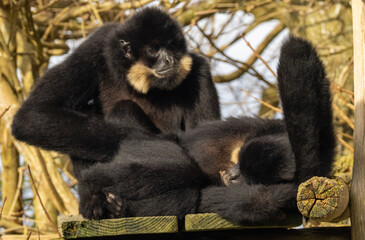 Obraz premium Gibbon
