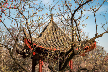 Traditional Chinese Pavilion Among Plum Blossoms at East Lake Wuhan