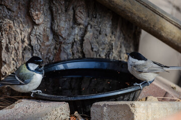 한국의 새 박새 