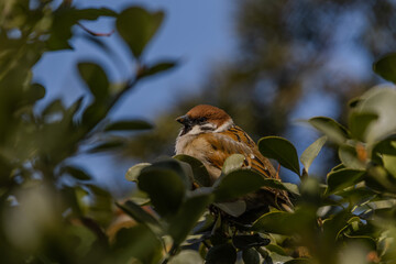 한국의 새  참새 