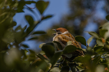 한국의 새  참새 