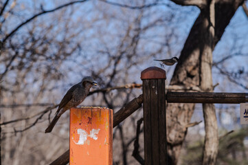 직박구리와 박새 