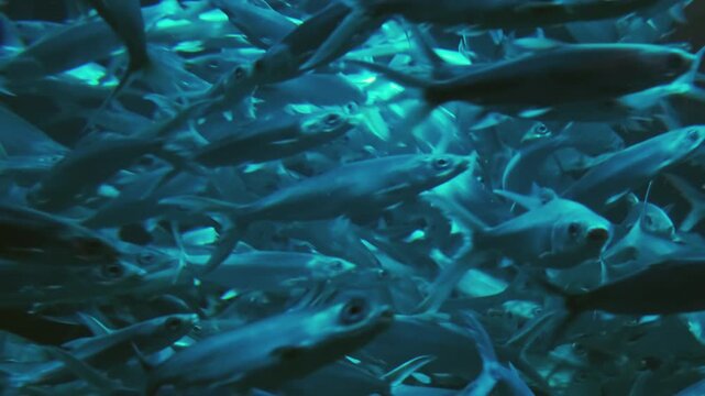 Underwater scene with school of silver fish swimming in sea, 4k