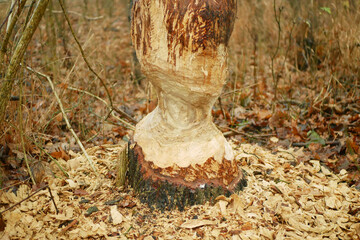Beavers eurasian castor fiber gnawed bite chewing marks on Oak Quercus trunk barrel hardwood large tree bark willow poplar to feed eat as food building dams and lodges, pile of wood chips abound the © Tomas Vynikal