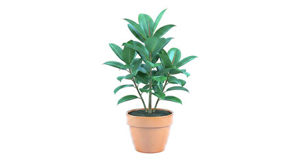 Obraz premium Rubber Plant in Terracotta Pot