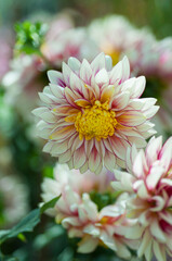 Obraz premium Bicolor dahlia flower with yellow center, cream petals edged with pink, macro garden photography, shallow depth of field, floral background, horticulture and nursery concept.