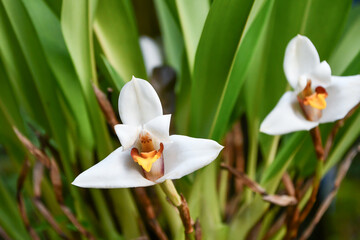 マキシラリア・グランディフロラ　Maxillaria grandiflora