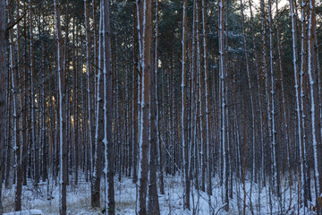 D&uuml;bener Heide in winter, Germany, Delitzsch